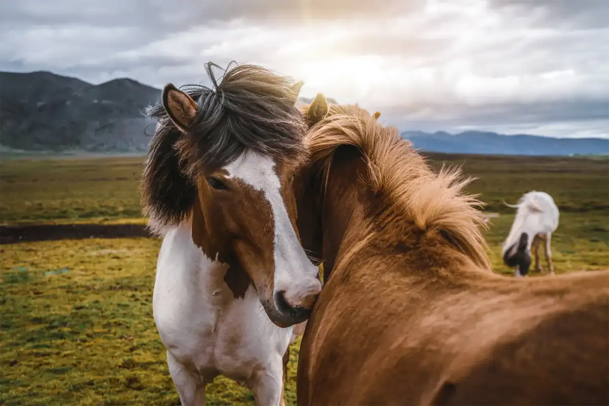 Le differenze principali tra i due più diffusi stili di equitazione