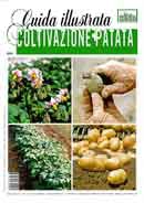 Redazione Vita in Campagna, Paolo Pigozzi Coltivazione patata immagine non disponibile