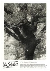 Rete Bioregionale Italiana - Lato Selvatico N° 48