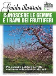 Francesca Massetani Conoscere le gemme e i rami dei fruttiferi immagine non disponibile