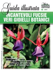 a cura di Agnese Mandrino - Incantevoli fucsie veri gioielli botanici