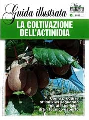 a cura di Gianni Tacconi La coltivazione dell'actinidia immagine non disponibile