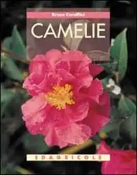 Bruno Caraffini - Camelie