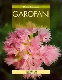 Chiara Saccavini Garofani immagine non disponibile