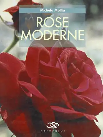 Michela Mollia Rose moderne immagine non disponibile