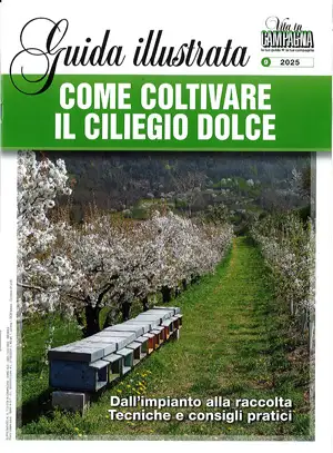 Stefano Lugli - Come coltivare il ciliegio dolce