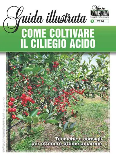 a cura di Stefano Lugli - Come coltivare il ciliegio acido